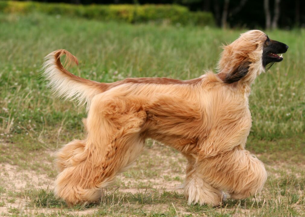 Afghan hounds